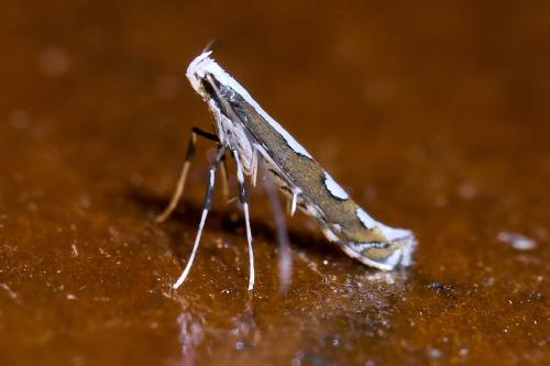 Réf. 307 525 : Dialectica scalariella